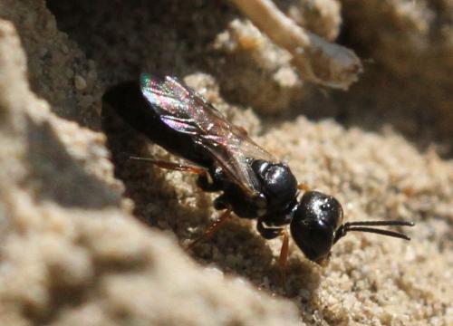 Diodontus sp.